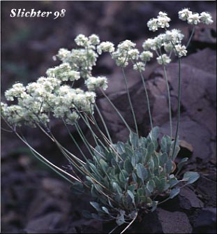 Blue Mountain Buckwheat, Proliferous Wild Buckwheat, Strict Buckwheat: Eriogonum strictum var. strictum (Synonyms: Eriogonum ovalifolium var. proliferum, Eriogonum proliferum, Eriogonum strictum ssp. proliferum, Eriogonum strictum ssp. proliferum var. glabrum, Eriogonum strictum ssp. strictum)
