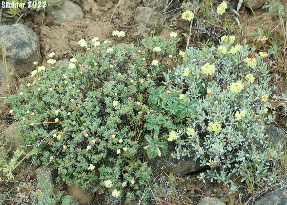 Thyme Buckwheat, Thymeleaf Buckwheat, Thyme-leaf Wild Buckwheat, Thyme-leaved Buckwheat: Eriogonum thymoides (Synonyms: Eriogonum sphaerocephalum ssp. minimum, Eriogonum sphaerocephalum var. minimum, Eriogonum thymoides ssp. congestum) on the left and Douglas' Buckwheat: Eriogonum douglasii var. douglasii (Synonym: Eriogonum caespitosum var. douglasii) on the right