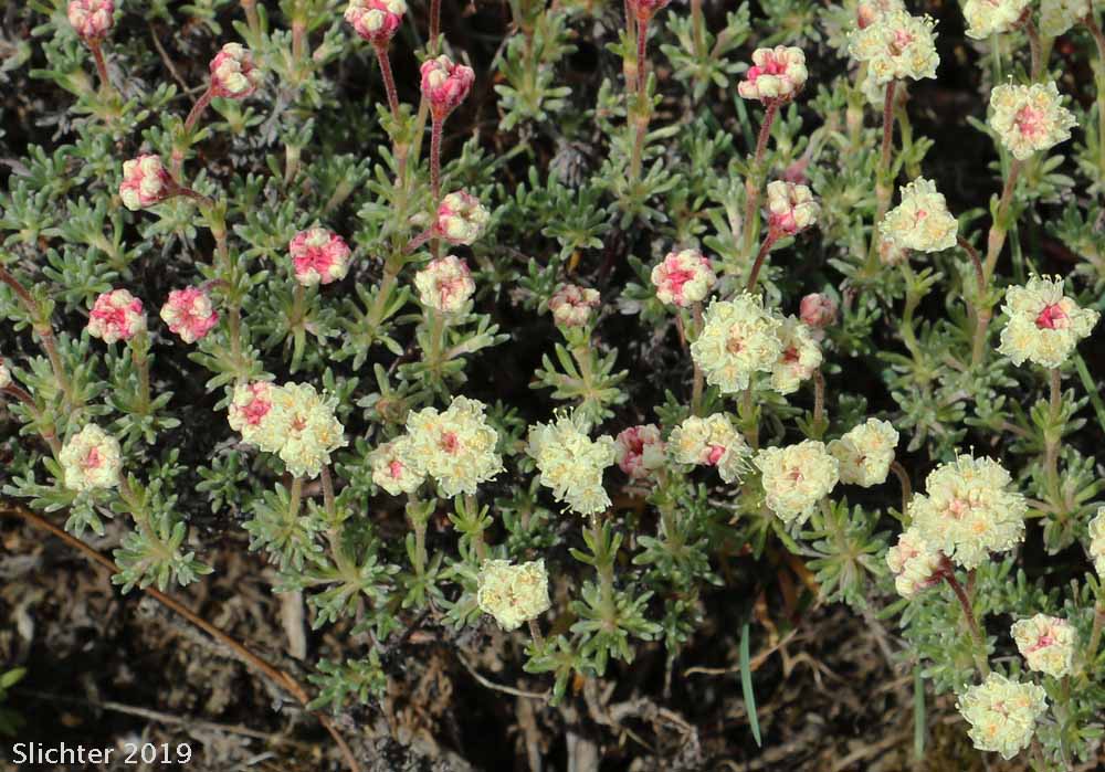 Thyme Buckwheat, Thymeleaf Buckwheat, Thyme-leaf Wild Buckwheat, Thyme-leaved Buckwheat: Eriogonum thymoides (Synonyms: Eriogonum sphaerocephalum ssp. minimum, Eriogonum sphaerocephalum var. minimum, Eriogonum thymoides ssp. congestum)