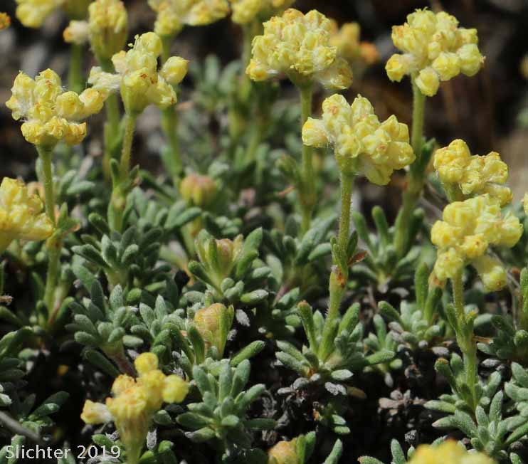 Thyme Buckwheat, Thymeleaf Buckwheat, Thyme-leaf Wild Buckwheat, Thyme-leaved Buckwheat: Eriogonum thymoides (Synonyms: Eriogonum sphaerocephalum ssp. minimum, Eriogonum sphaerocephalum var. minimum, Eriogonum thymoides ssp. congestum)