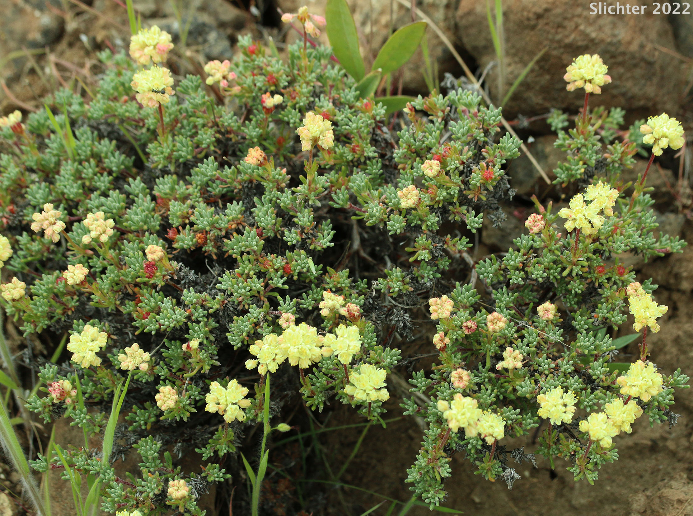 Thyme Buckwheat, Thymeleaf Buckwheat, Thyme-leaf Wild Buckwheat, Thyme-leaved Buckwheat: Eriogonum thymoides (Synonyms: Eriogonum sphaerocephalum ssp. minimum, Eriogonum sphaerocephalum var. minimum, Eriogonum thymoides ssp. congestum)
