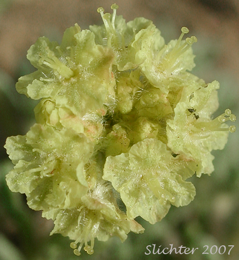 Inflorescence of Thyme Buckwheat, Thymeleaf Buckwheat, Thyme-leaf Wild Buckwheat, Thyme-leaved Buckwheat: Eriogonum thymoides (Synonyms: Eriogonum sphaerocephalum ssp. minimum, Eriogonum sphaerocephalum var. minimum, Eriogonum thymoides ssp. congestum)
