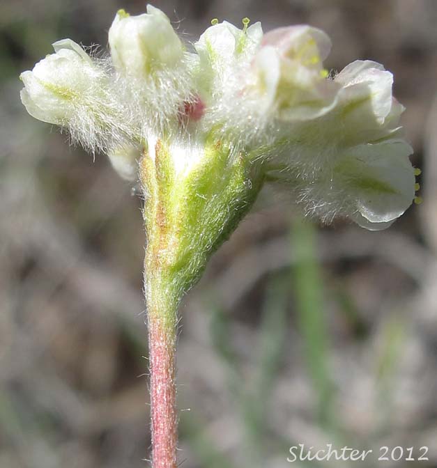 Inflorescence of Thyme Buckwheat, Thymeleaf Buckwheat, Thyme-leaf Wild Buckwheat, Thyme-leaved Buckwheat: Eriogonum thymoides (Synonyms: Eriogonum sphaerocephalum ssp. minimum, Eriogonum sphaerocephalum var. minimum, Eriogonum thymoides ssp. congestum)