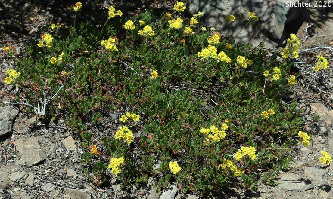 Golden Sulphur Flower, Great Basin Sulphur Buckwheat: Eriogonum umbellatum var. aureum (Synonyms: Eriogonum umbellatum var. intectum)