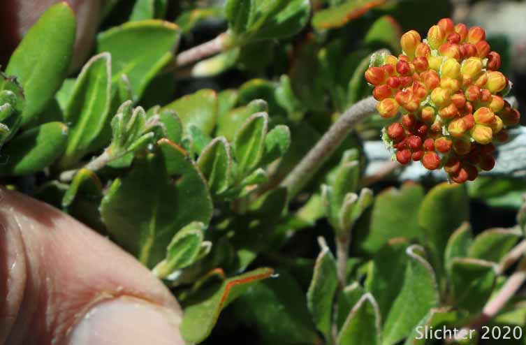 Golden Sulphur Flower, Great Basin Sulphur Buckwheat: Eriogonum umbellatum var. aureum (Synonyms: Eriogonum umbellatum var. intectum)