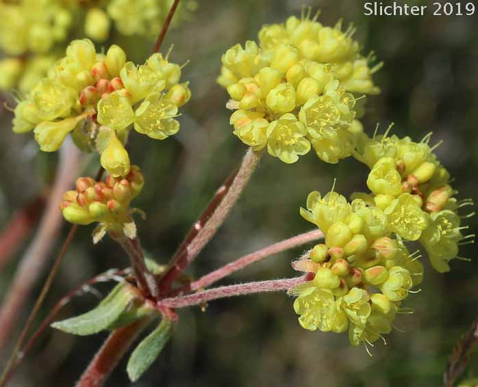 American Valley Sulphur Flower: Eriogonum umbellatum var. dumosum (Synonyms: Eriogonum umbellatum var. polyanthum, Eriogonum umbellatum var. speciosum)