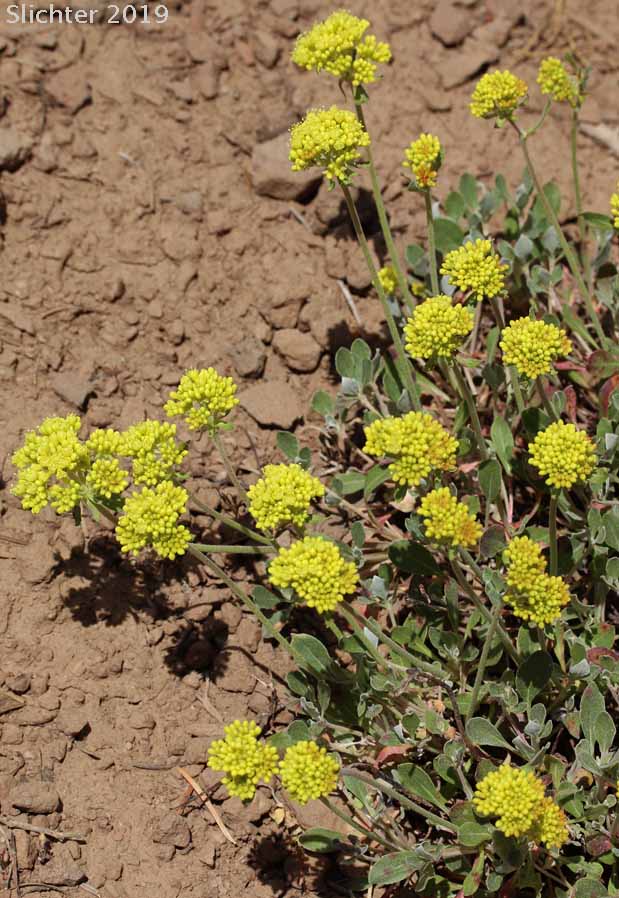 American Valley Sulphur Flower: Eriogonum umbellatum var. dumosum (Synonyms: Eriogonum umbellatum var. polyanthum, Eriogonum umbellatum var. speciosum)