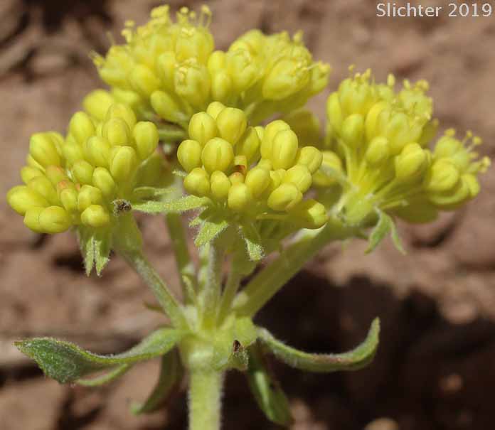 American Valley Sulphur Flower: Eriogonum umbellatum var. dumosum (Synonyms: Eriogonum umbellatum var. polyanthum, Eriogonum umbellatum var. speciosum)