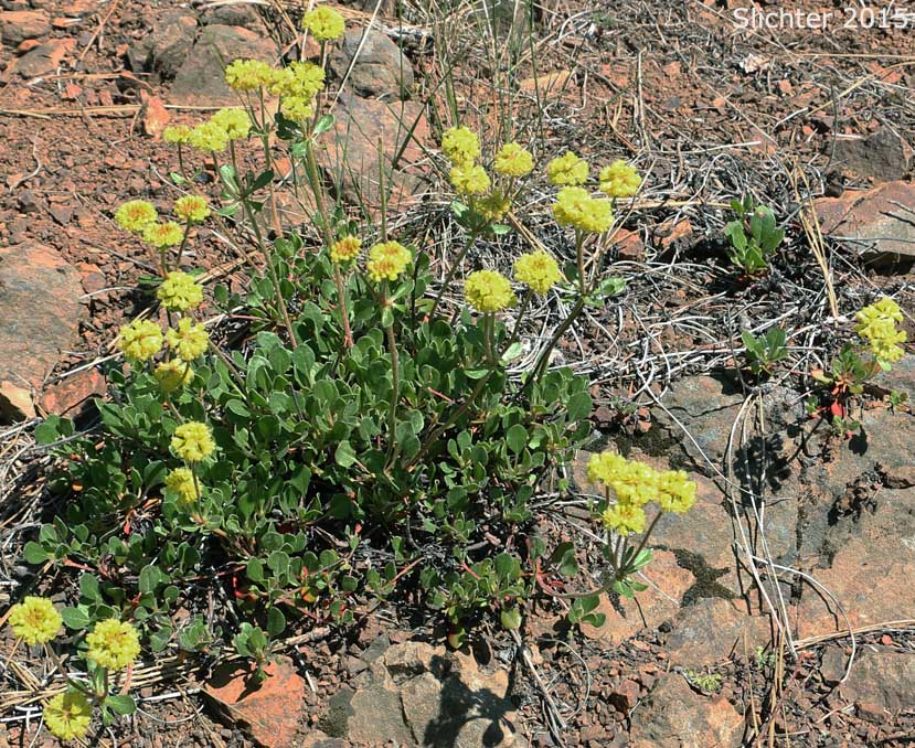 Sulfur Buckwheat, Sulfur-flower Buckwheat: Eriogonum umbellatum var. hypoleium (Synonym: Eriogonum umbellatum ssp. hypoleium)