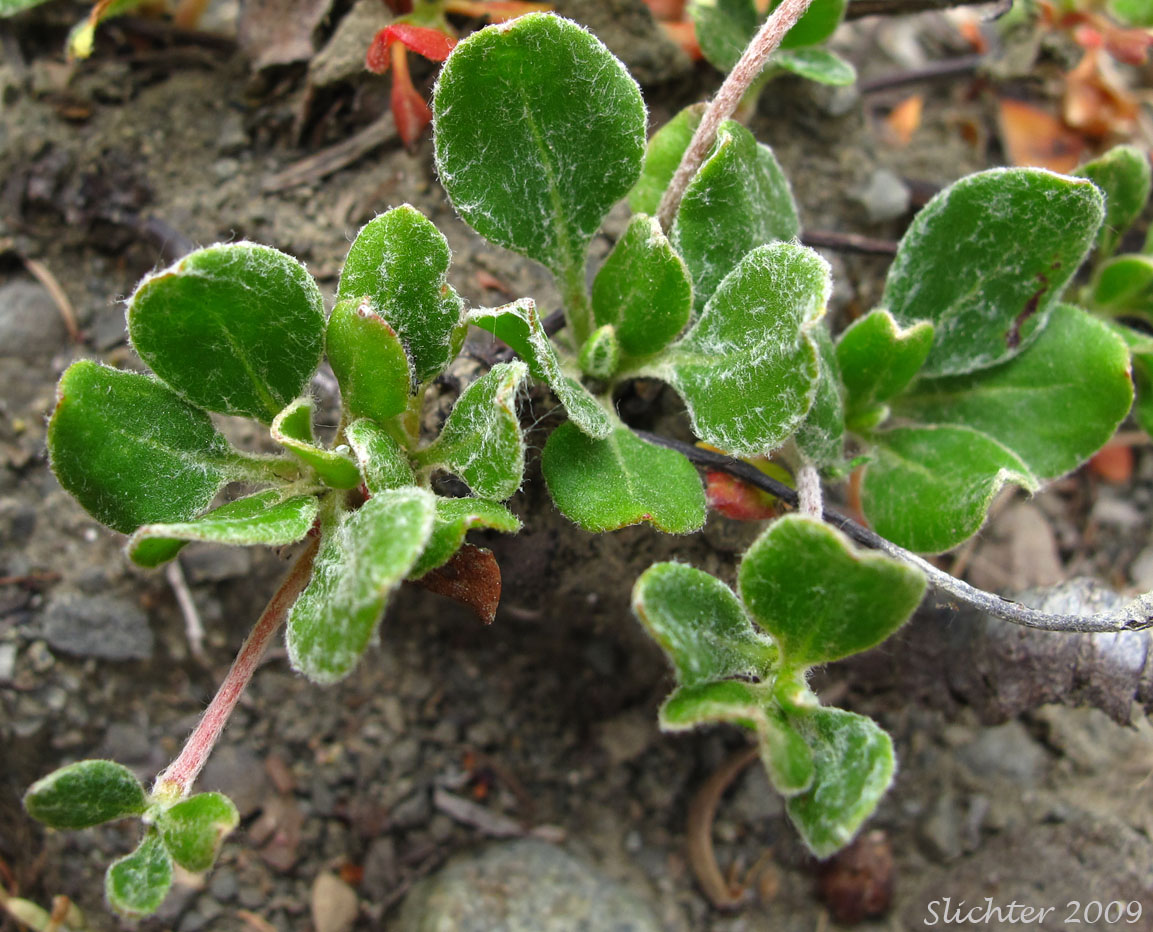 Leaves of Sulfur Buckwheat, Sulfur-flower Buckwheat: Eriogonum umbellatum var. hypoleium