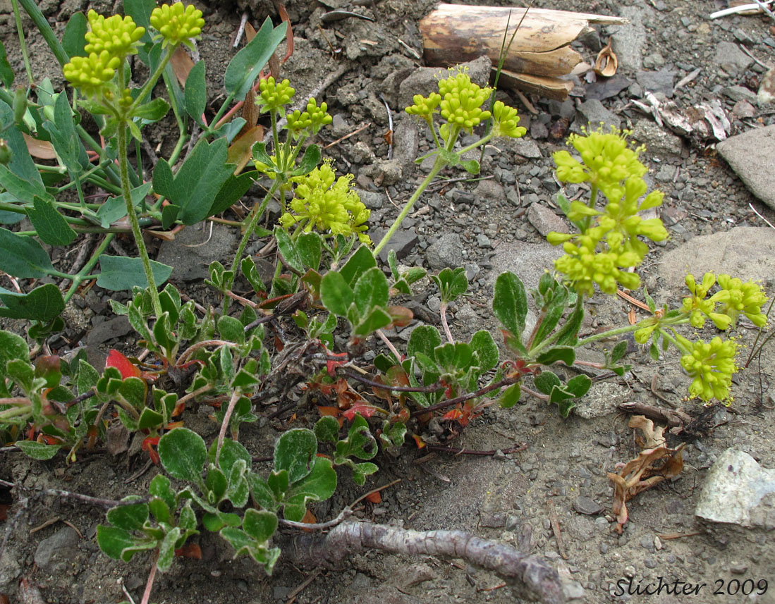 Sulfur Buckwheat, Sulfur-flower Buckwheat: Eriogonum umbellatum var. hypoleium
