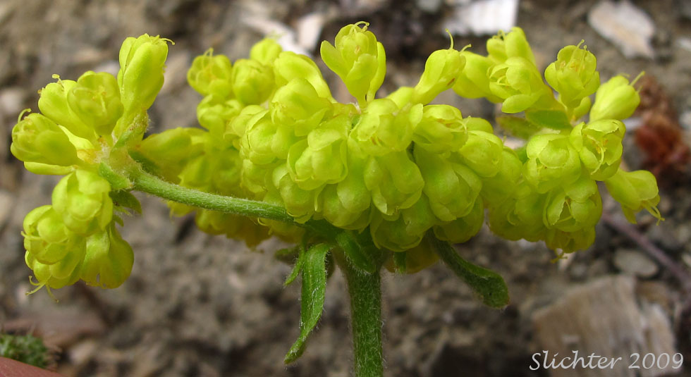 Inflorescence of Sulfur Buckwheat, Sulfur-flower Buckwheat: Eriogonum umbellatum var. hypoleium