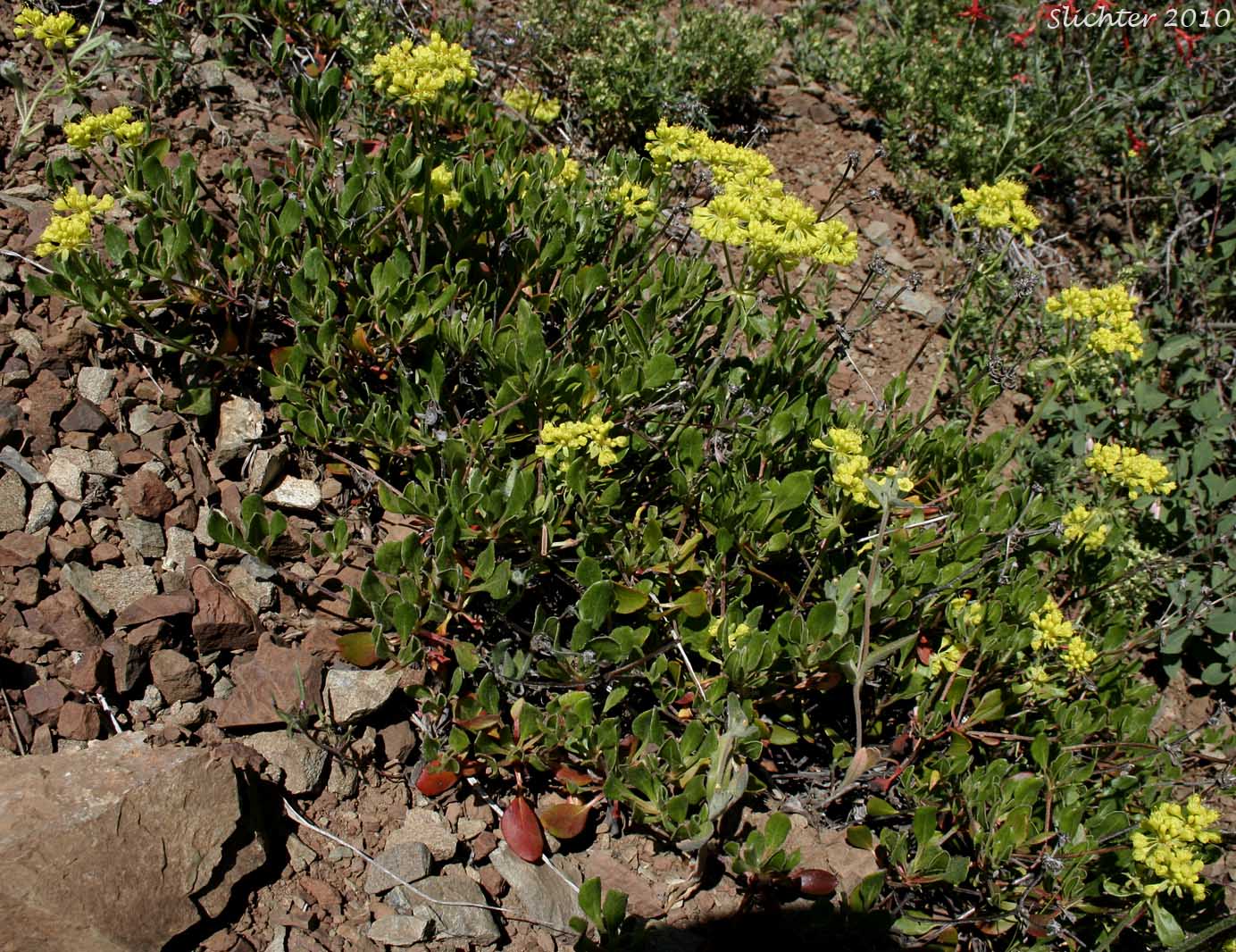 Sulfur Buckwheat, Sulfur-flower Buckwheat: Eriogonum umbellatum var. hypoleium (Synonym: Eriogonum umbellatum ssp. hypoleium)