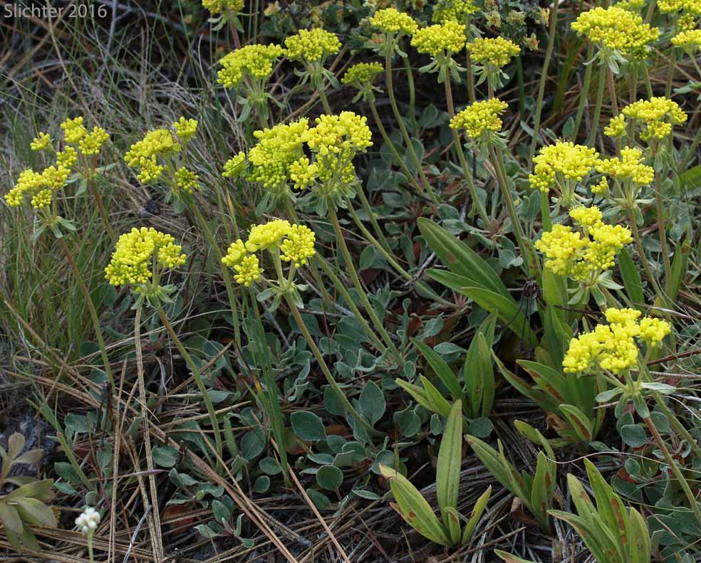 Modoc Sulphur Flower: Eriogonum umbellatum var. modocense (Synonym: Eriogonum umbellatum var. polyanthum)