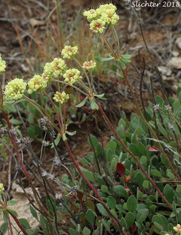 Modoc Sulphur Flower: Eriogonum umbellatum var. modocense (Synonym: Eriogonum umbellatum var. polyanthum)
