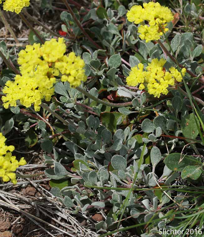 Modoc Sulphur Flower: Eriogonum umbellatum var. modocense (Synonym: Eriogonum umbellatum var. polyanthum)