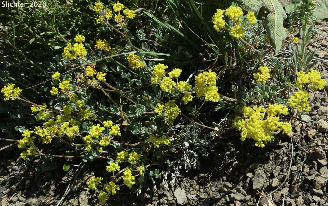 Modoc Sulphur Flower: Eriogonum umbellatum var. modocense (Synonym: Eriogonum umbellatum var. polyanthum)