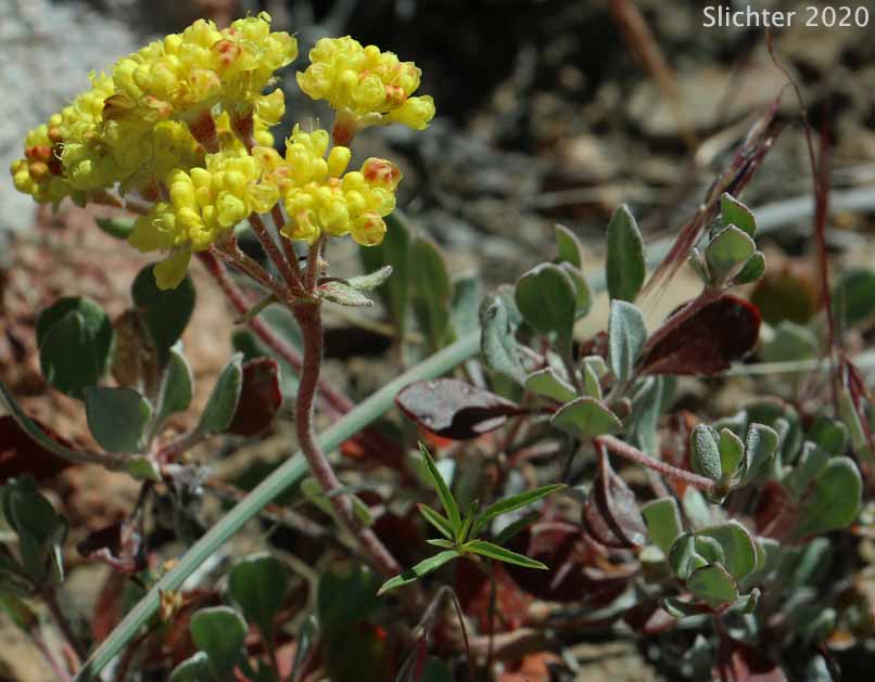 Modoc Sulphur Flower: Eriogonum umbellatum var. modocense (Synonym: Eriogonum umbellatum var. polyanthum)
