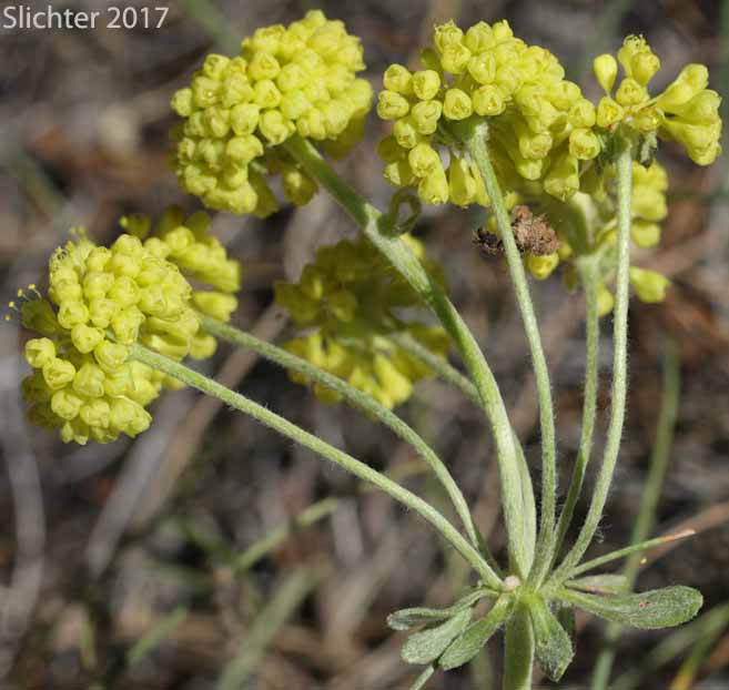Inflorescence of Modoc Sulphur Flower: Eriogonum umbellatum var. modocense (Synonym: Eriogonum umbellatum var. polyanthum)