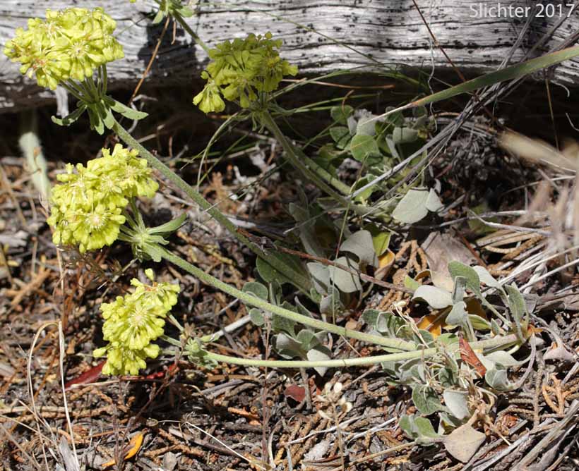 Modoc Sulphur Flower: Eriogonum umbellatum var. modocense (Synonym: Eriogonum umbellatum var. polyanthum)