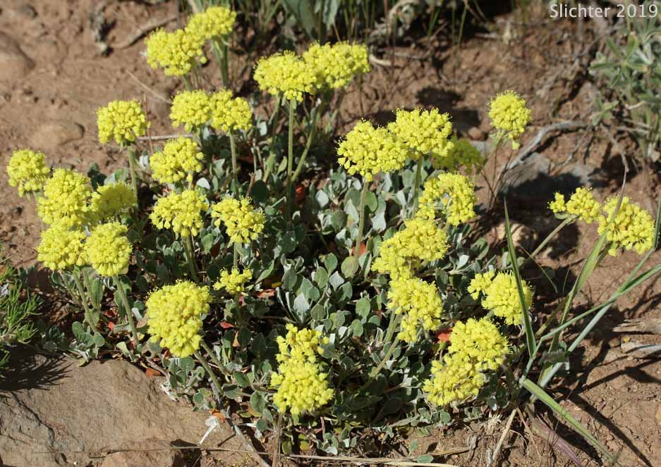 Modoc Sulphur Flower: Eriogonum umbellatum var. modocense (Synonym: Eriogonum umbellatum var. polyanthum)