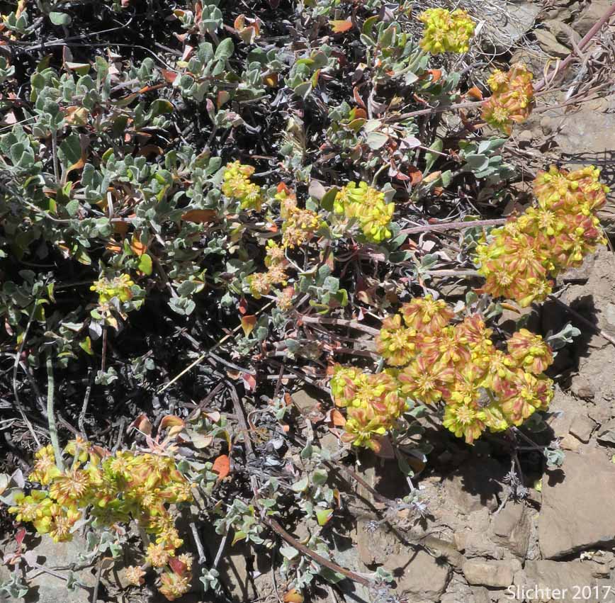 Modoc Sulphur Flower: Eriogonum umbellatum var. modocense (Synonym: Eriogonum umbellatum var. polyanthum)