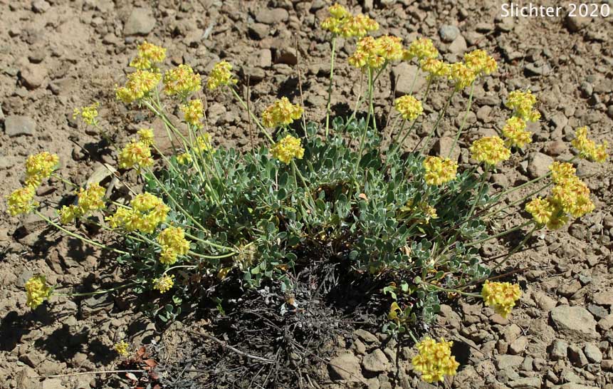 Modoc Sulphur Flower: Eriogonum umbellatum var. modocense (Synonym: Eriogonum umbellatum var. polyanthum)