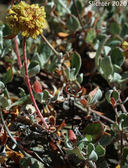 Modoc Sulphur Flower: Eriogonum umbellatum var. modocense (Synonym: Eriogonum umbellatum var. polyanthum)