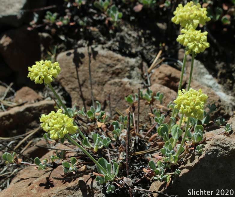 Modoc Sulphur Flower: Eriogonum umbellatum var. modocense (Synonym: Eriogonum umbellatum var. polyanthum)