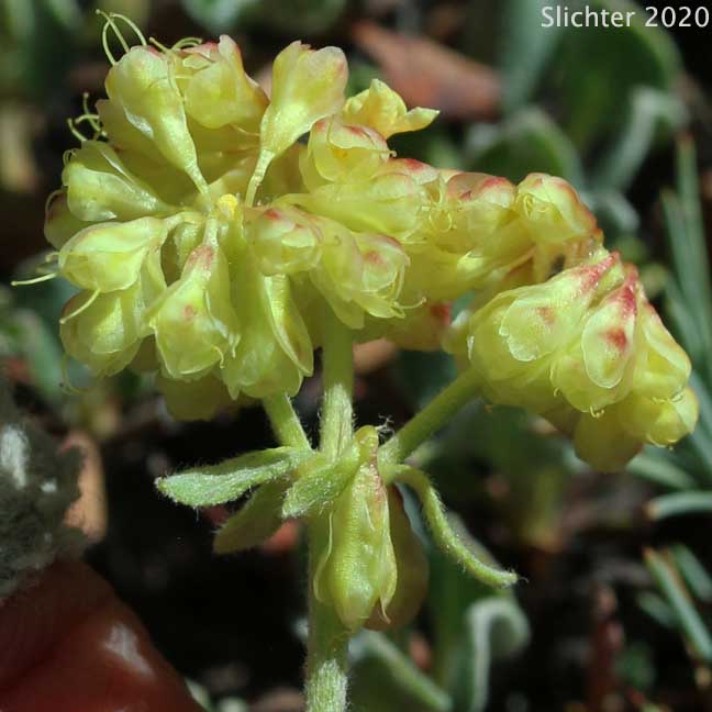 Modoc Sulphur Flower: Eriogonum umbellatum var. modocense (Synonym: Eriogonum umbellatum var. polyanthum)