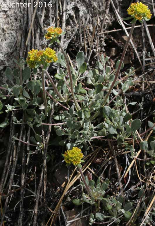 Nevada Buckwheat, Nevada Sulphur Flower: Eriogonum umbellatum var. nevadense