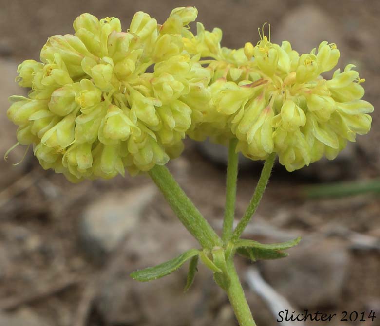 Inflorescence of Nevada Buckwheat, Nevada Sulphur Flower: Eriogonum umbellatum var. nevadense