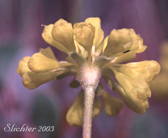 Sulphur-flower: Eriogonum umbellatum var. umbellatum