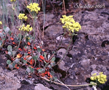 Sulphur-flower: Eriogonum umbellatum var. umbellatum