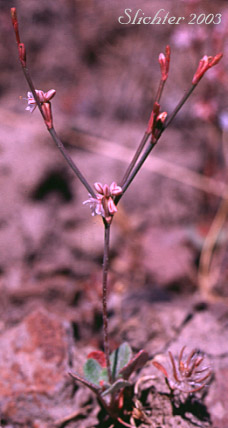 Broom Buckwheat, Wickerstem Buckwheat: Eriogonum vimineum (Synonyms: Eriogonum shoshonense, Eriogonum vimineum ssp. shoshonense, Eriogonum vimineum var. shoshonense, Eriogonum vimineum var. shoshonense, Eriogonum vimineum var. vimineum)