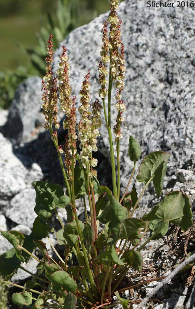 Alpine Mountainsorrel, Alpine Mountain-sorrel, Mountain Sorrel: Oxyria digyna (Synonyms: Rumex digyna, Rumex digynus)