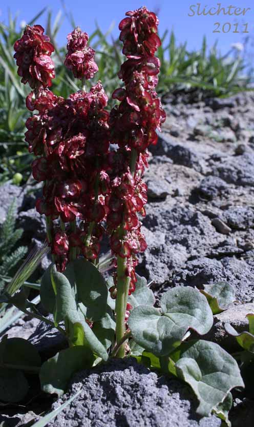 Alpine Mountainsorrel, Alpine Mountain-sorrel, Mountain Sorrel: Oxyria digyna (Synonyms: Rumex digyna, Rumex digynus)