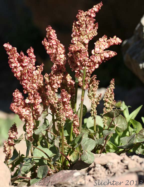 Alpine Mountainsorrel, Alpine Mountain-sorrel, Mountain Sorrel: Oxyria digyna (Synonyms: Rumex digyna, Rumex digynus)