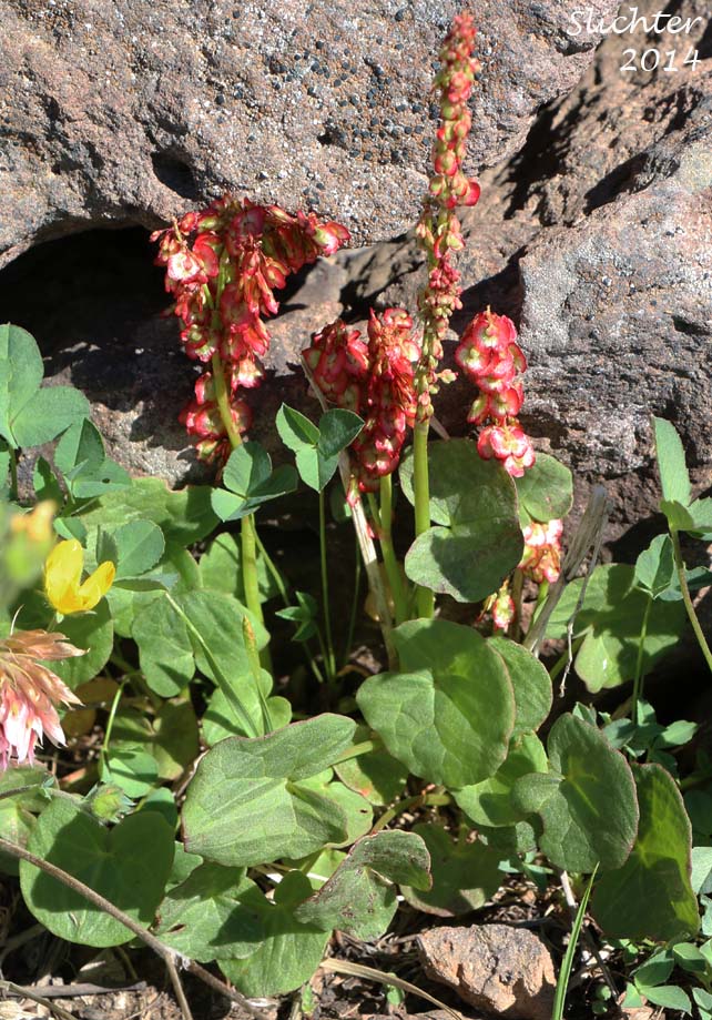 Alpine Mountainsorrel, Alpine Mountain-sorrel, Mountain Sorrel: Oxyria digyna (Synonyms: Rumex digyna, Rumex digynus)