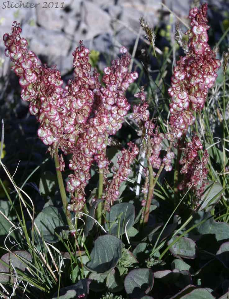 Alpine Mountainsorrel, Alpine Mountain-sorrel, Mountain Sorrel: Oxyria digyna (Synonyms: Rumex digyna, Rumex digynus)