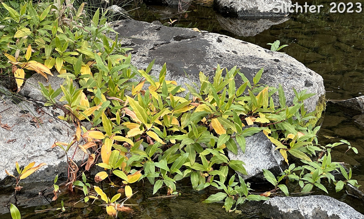 Water Smartweed, Pink Smartweed: Persicaria amphibia (Synonyms: Polygonum amphibium, Polygonum amphibium var. coccineum, Polygonum amphibium var. emersum, Polygonum amphibium var. natans, Polygonum amphibium var. stipulaceum, Polygonum coccineum, Polygonum coccineum var. coccineum, Polygonum coccineum var. hartwrightii, Polygonum natans, Polygonum natans var. hartwrightii)