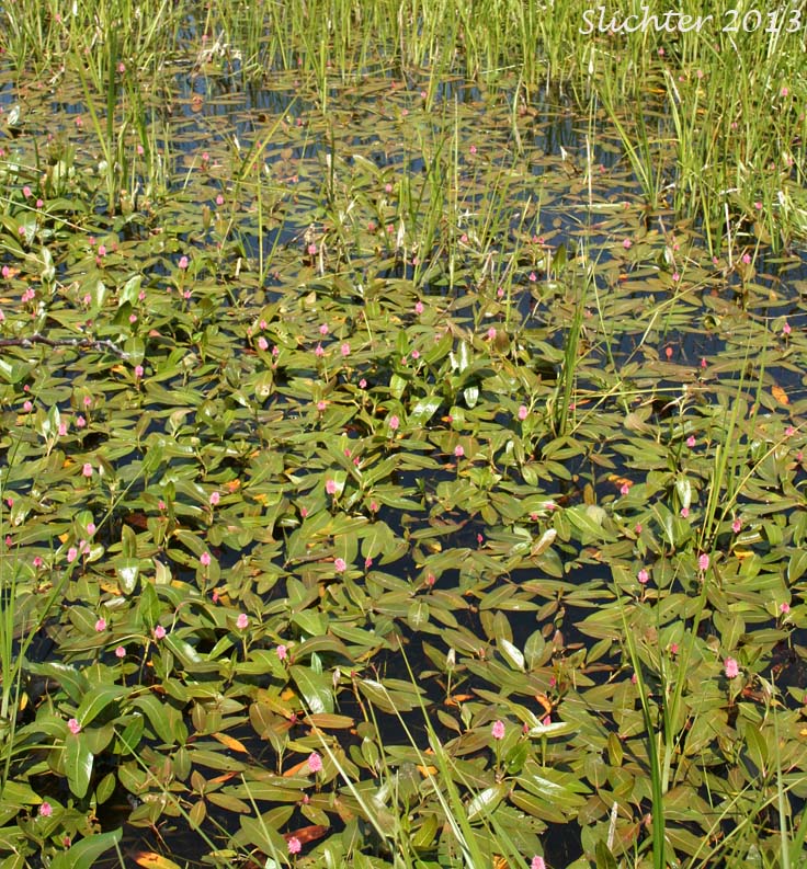 Water Smartweed, Pink Smartweed: Persicaria amphibia (Synonyms: Polygonum amphibium, Polygonum amphibium var. coccineum, Polygonum amphibium var. emersum, Polygonum amphibium var. natans, Polygonum amphibium var. stipulaceum, Polygonum coccineum, Polygonum coccineum var. coccineum, Polygonum coccineum var. hartwrightii, Polygonum natans, Polygonum natans var. hartwrightii)