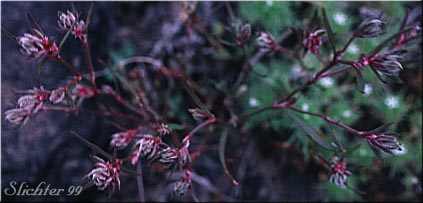 Closeflowered Knotweed, Close-flowered Knotweed, Fruitleaf Knotweed: Polygonum polygaloides ssp. confertiflorum (Synonyms: Polygonum confertiflorum, Polygonum imbricatum, Polygonum kelloggii var. confertiflorum, Polygonum watsonii)