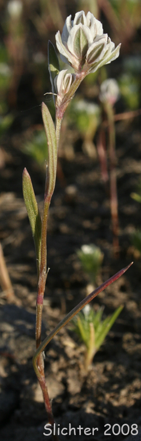 Closeflowered Knotweed, Close-flowered Knotweed, Fruitleaf Knotweed: Polygonum polygaloides ssp. confertiflorum (Synonyms: Polygonum confertiflorum, Polygonum imbricatum, Polygonum kelloggii var. confertiflorum, Polygonum watsonii)