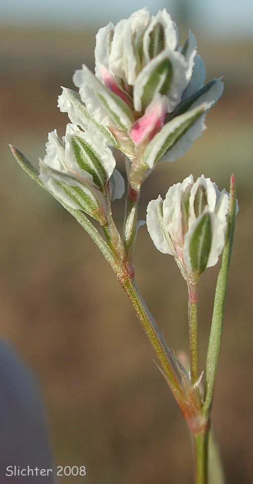 Closeflowered Knotweed, Close-flowered Knotweed, Fruitleaf Knotweed: Polygonum polygaloides ssp. confertiflorum (Synonyms: Polygonum confertiflorum, Polygonum imbricatum, Polygonum kelloggii var. confertiflorum, Polygonum watsonii)