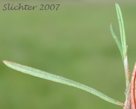 Stem leaf of Wiry Knotweed, Palouse Knotweed: Polygonum majus (Synonym: Polygonum coarctatum var. majus, Polygonum douglasii ssp. majus)