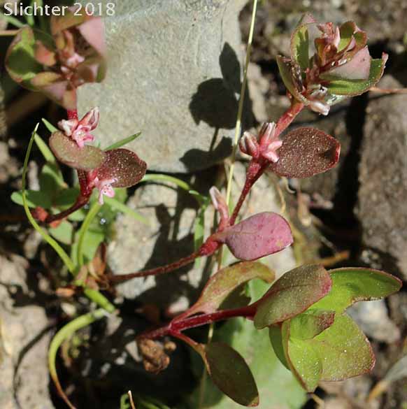 Broadleaf Knotweed, Broad-leaved Knotweed, Leafy Dwarf Knotweed, Zigzag Knotweed: Polygonum minimum (Synonym: Polygonum torreyi)
