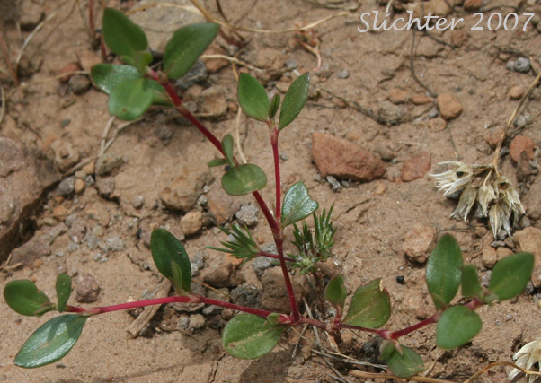 Broadleaf Knotweed, Broad-leaved Knotweed, Leafy Dwarf Knotweed, Zigzag Knotweed: Polygonum minimum (Synonym: Polygonum torreyi)