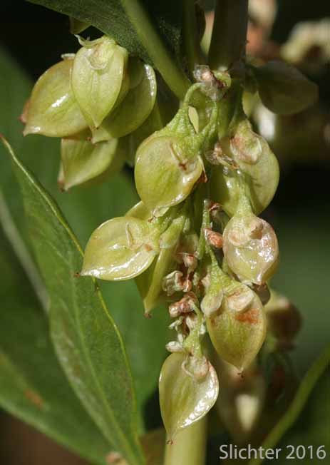 Smooth Alpine Knotweed: Aconogonon phytolaccifolium var. glabrum (Synonym: Polygonum phytolaccifolium)