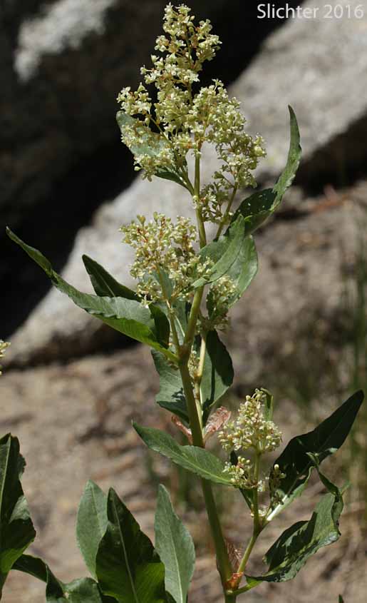 Smooth Alpine Knotweed: Aconogonon phytolaccifolium var. glabrum (Synonym: Polygonum phytolaccifolium)